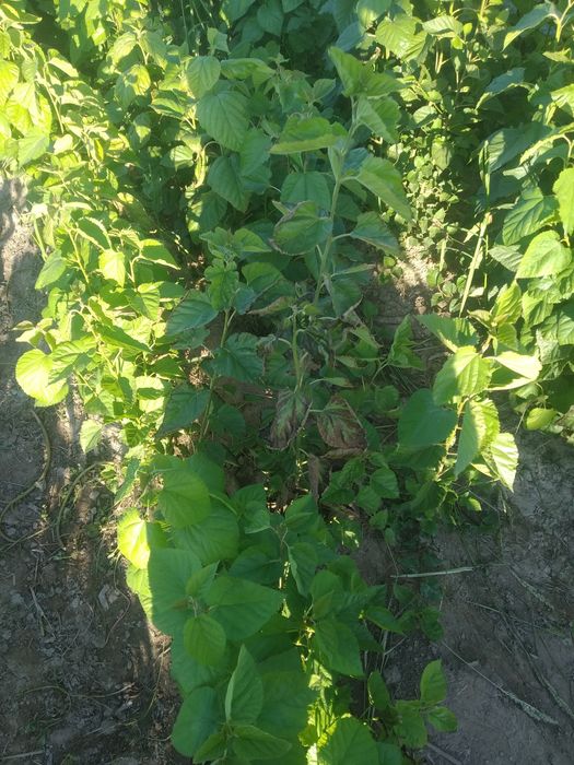 Xivada tut ko'chatlari sotiladi