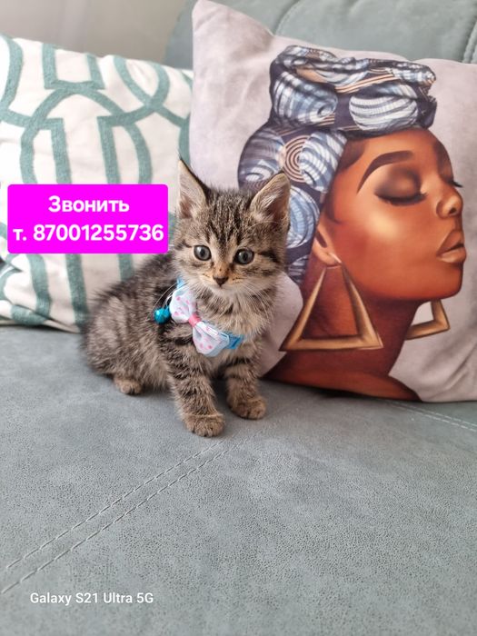 Котенок 1.5 мес девочка