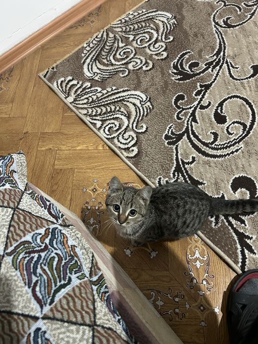 Мысық домашний отдам бесплатно