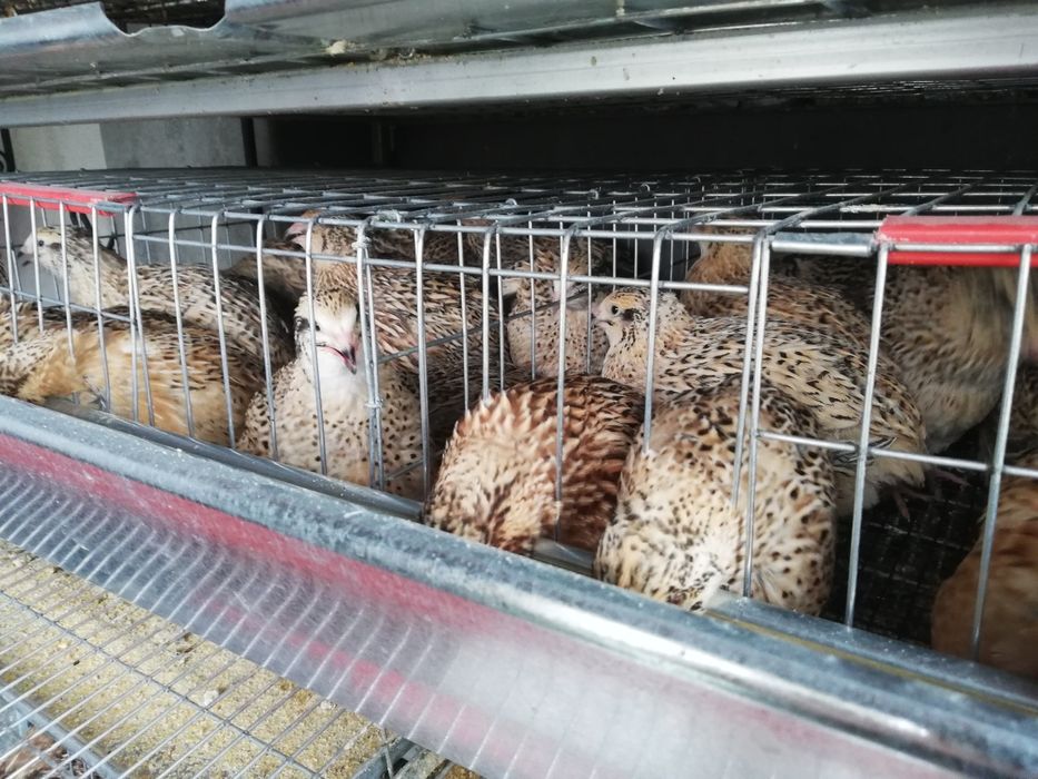 Prepelițe de vânzare