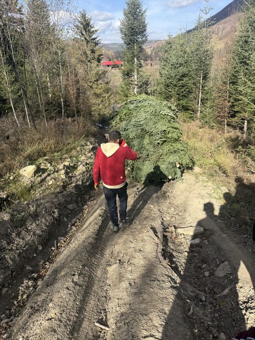 Vand cetina de brad si coronite en-gros