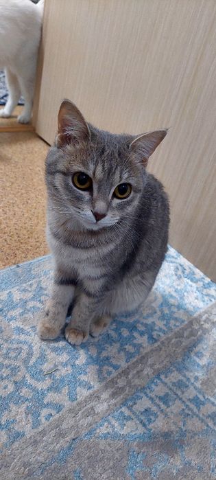 Котёнок британская порода