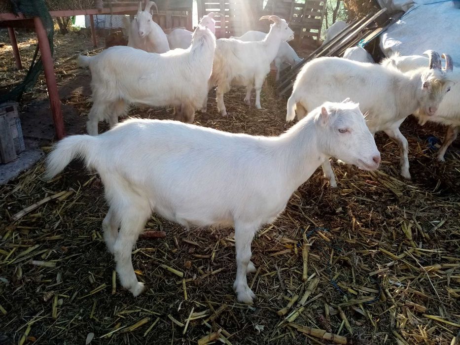 Vand iezi buni de prasila