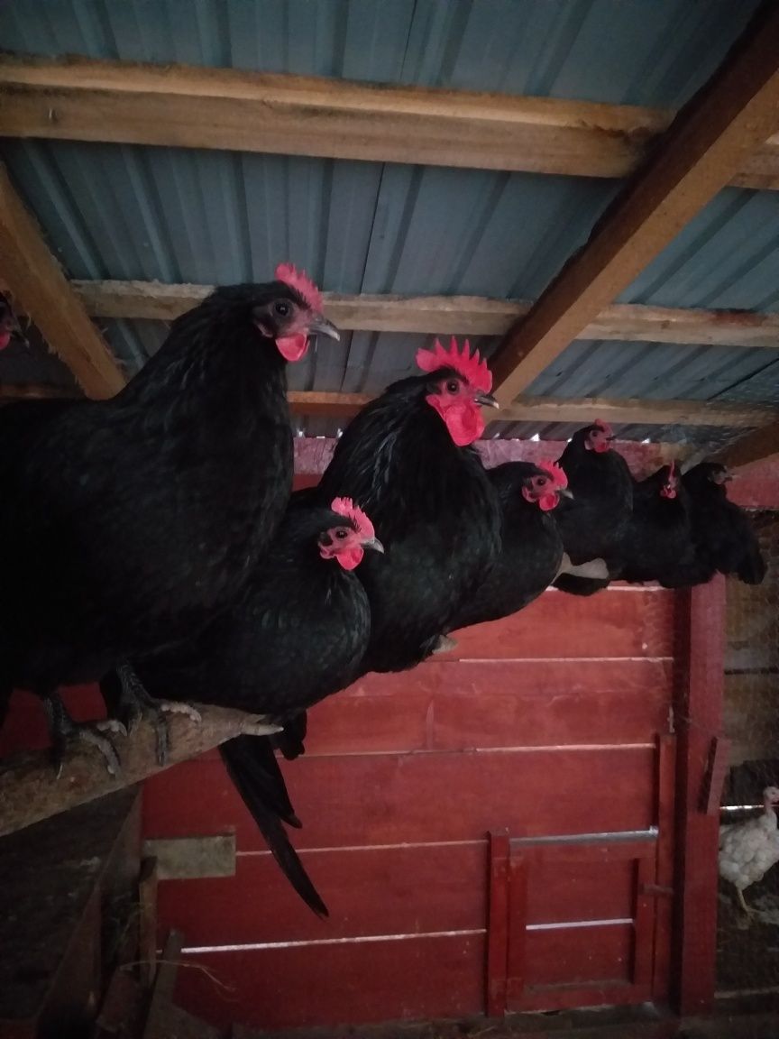 Oua incubat gaini Australorp