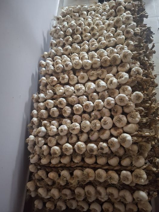 Usturoi Baib și Usturoi normal de Copalau