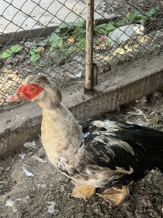 Продам селезня идоутки !