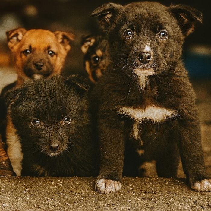Отдадим щенков в добрые руки