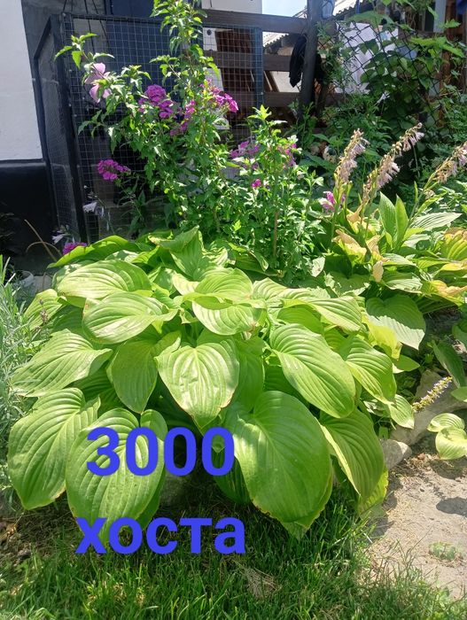 Продам хризантему мультифлора