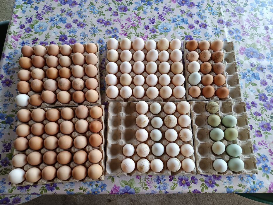 Oua de rață și de găină