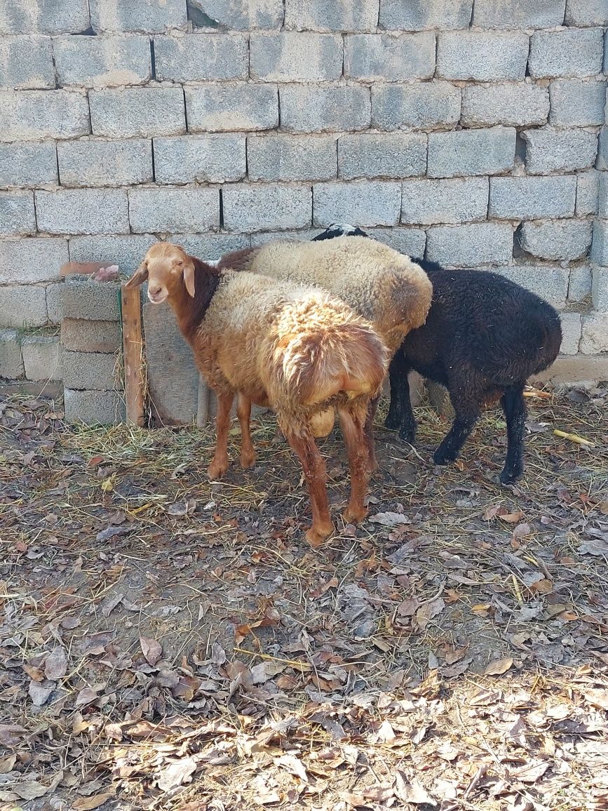 Яхши бокилган нуксони йук куйлар