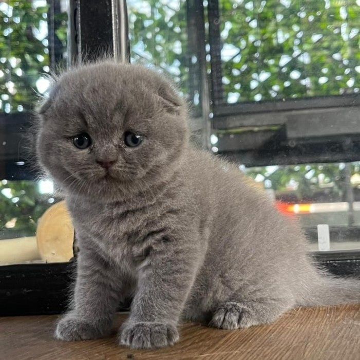 Puiuți Scottish Fold Blue