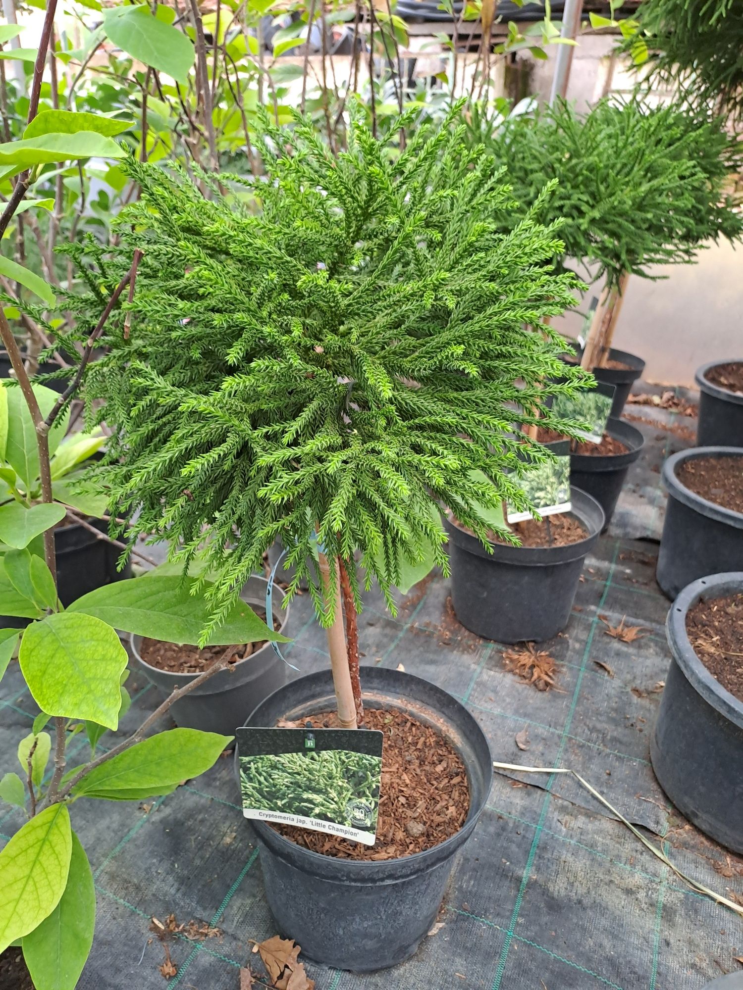 Plante ornamentale