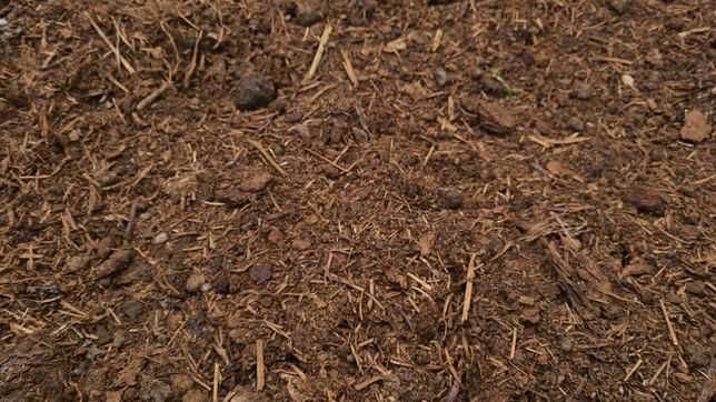 Mranita CERNUTA - Ingrasamant natural Vechime 6+ ani