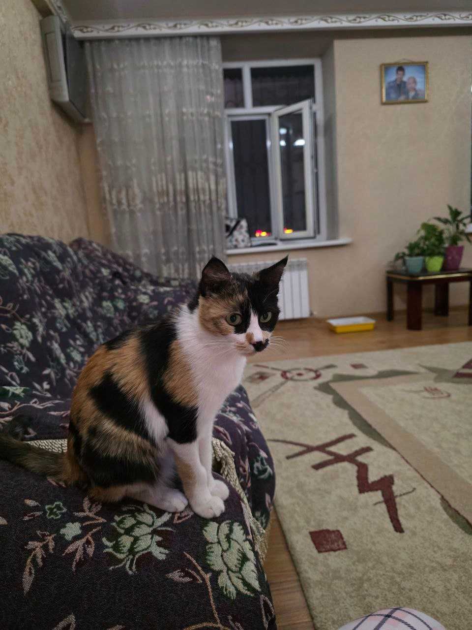 Пристраивает трёхцветная кошечка.