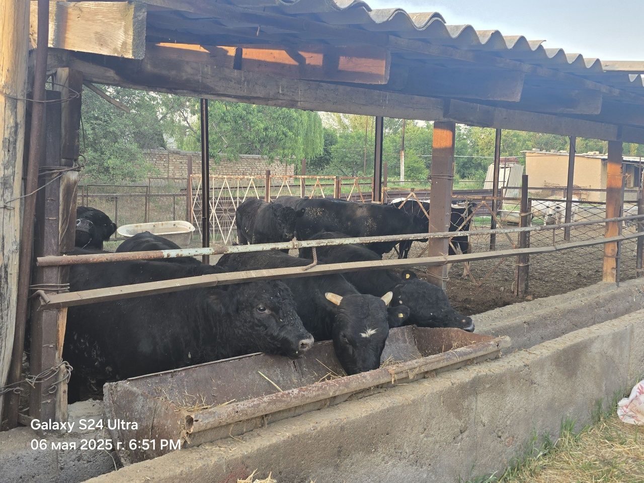 Ferma sotiladi   ( 1,25 Ga)   Juma bozorda Продается Ферма