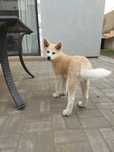 Akita inu japonez