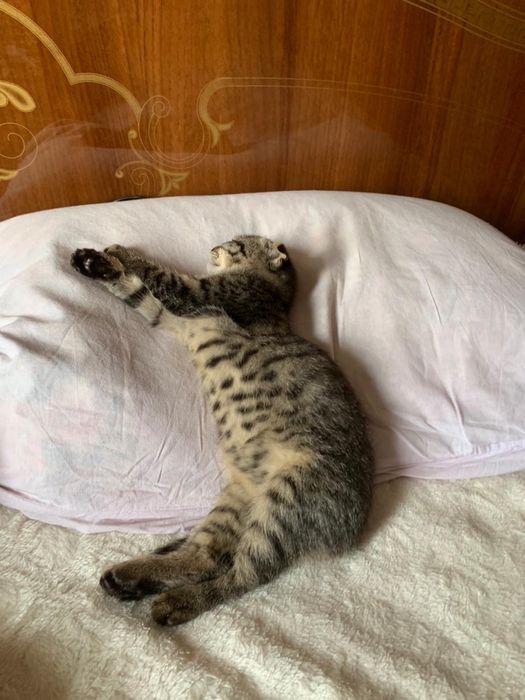 Милый котенок, домашний