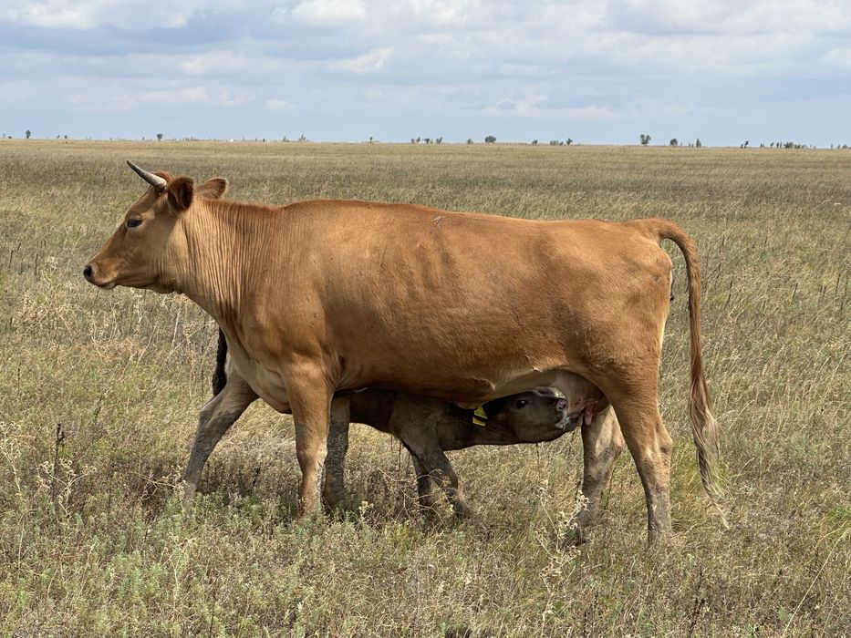 Скот сиыр сиыр сиыр