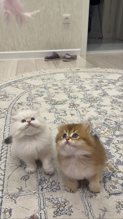 На продаже чистакровный британский золатый шиншиллы