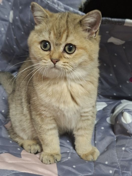 Мальчик  британец  шиншила