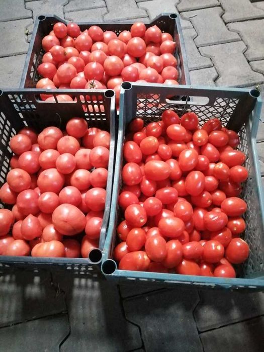 помидоры домашние дачные