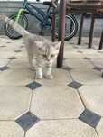 shinshilla mushuk