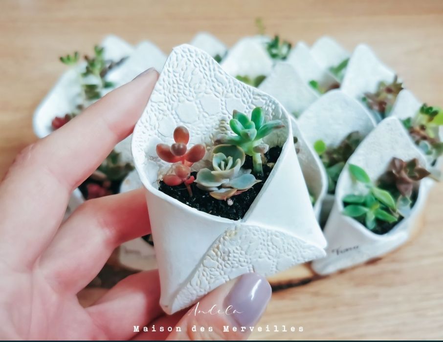 Marturii premium cu plante suculente