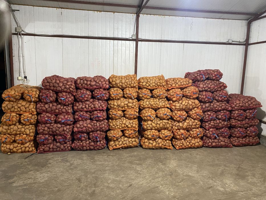 Vand Cartofi rosii si albi !