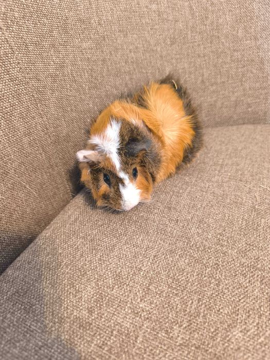 Продам морскую свинку