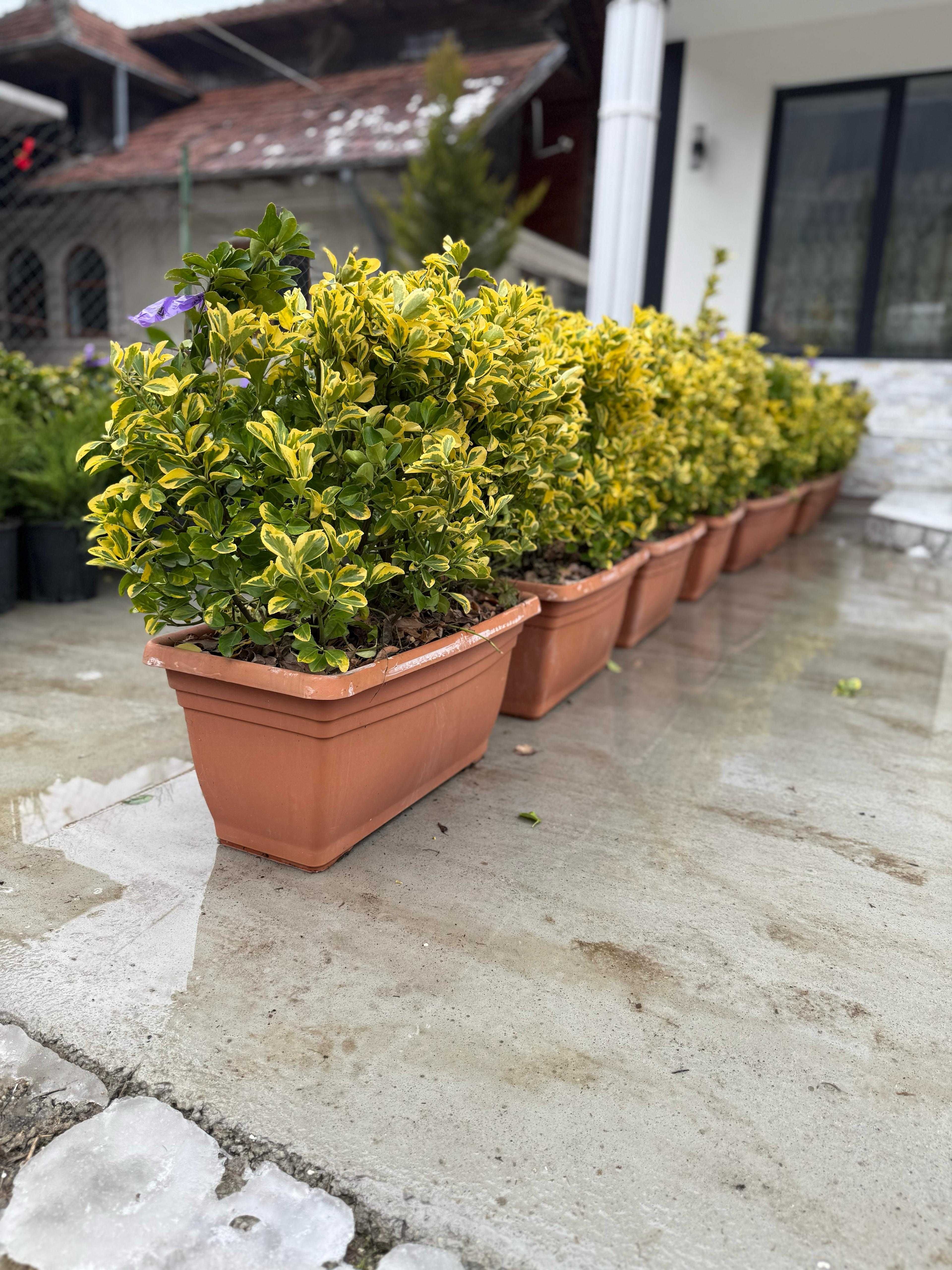 Amenajări grădini – Plante de calitate și piatră naturală!