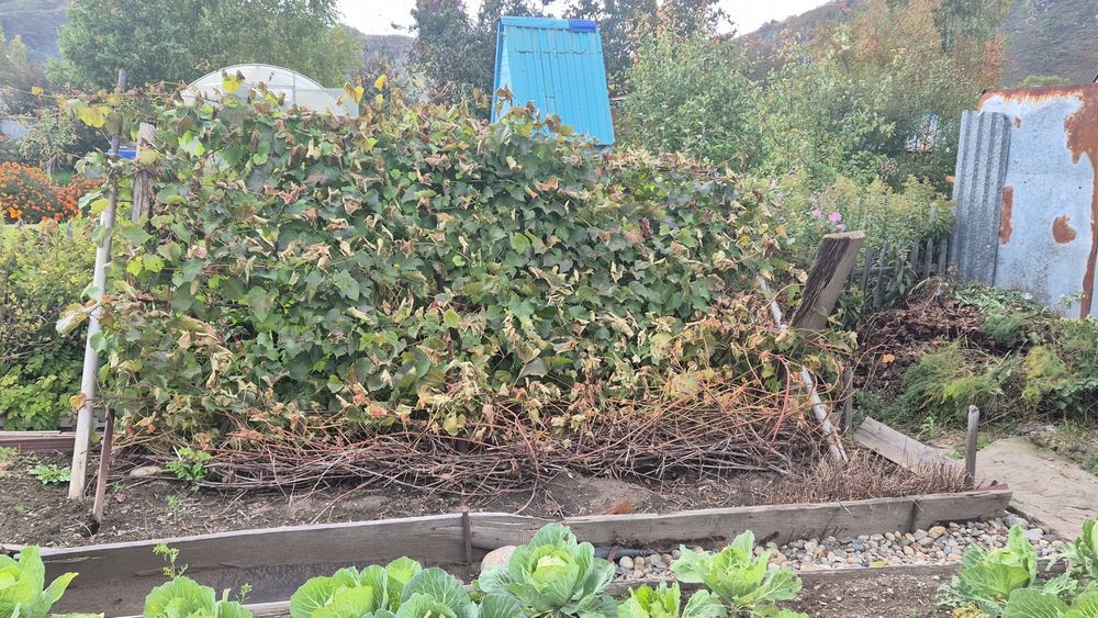 Продам корни винограда