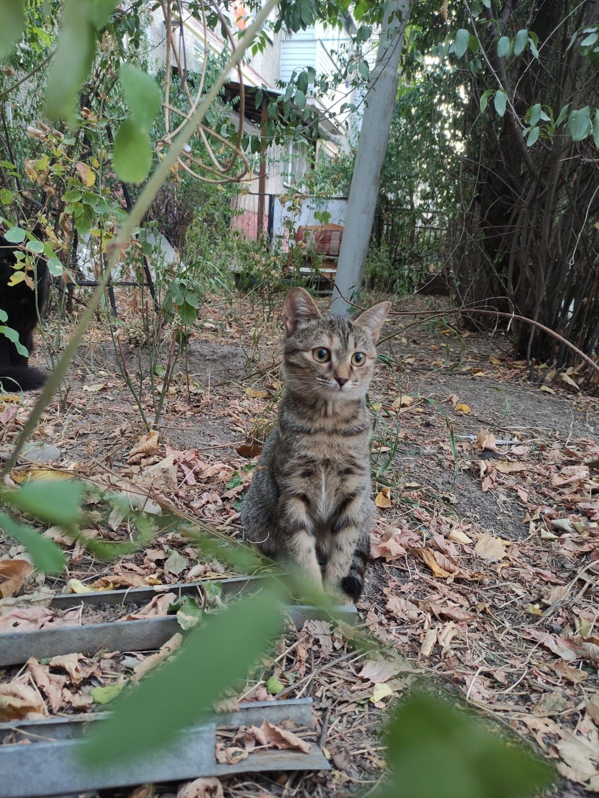 Котенок девочка 3-4 месяца