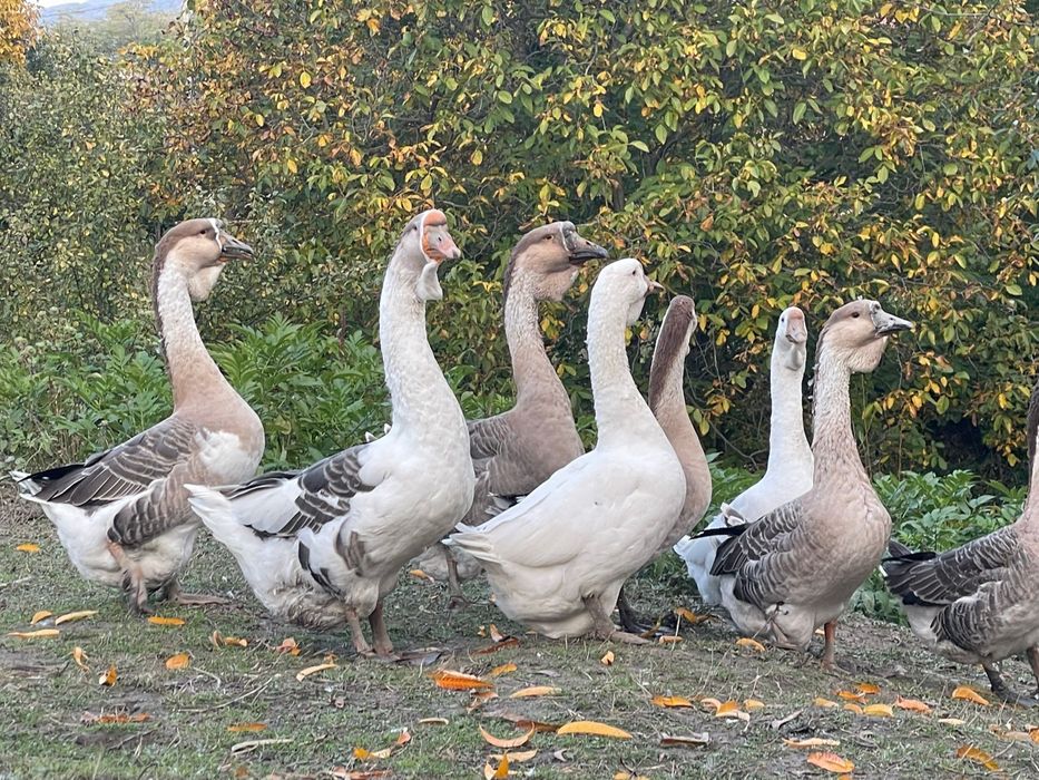 Vand gaste talie mare