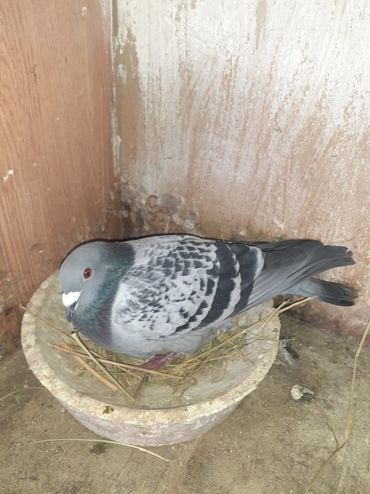 Porumbei voiajori zburați și pui de vânzare