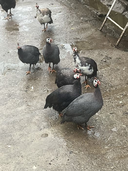 Vand bibilici  …..