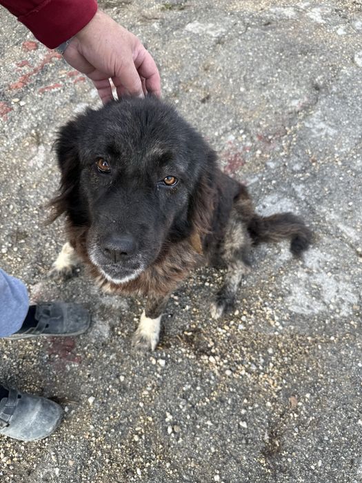 Куче търси нов дом