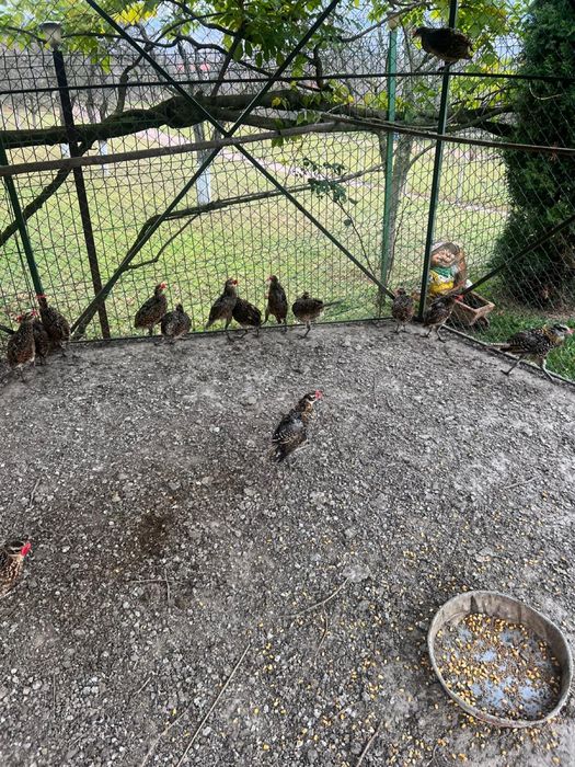 vand perechi de fazani regali