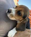 Mascul beagle pui