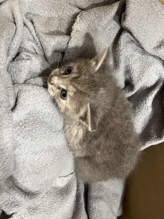 Подарява се малко котенце