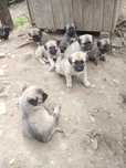 Cățeluși Kangal de vânzare