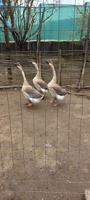 gaste chinezesti curunculate