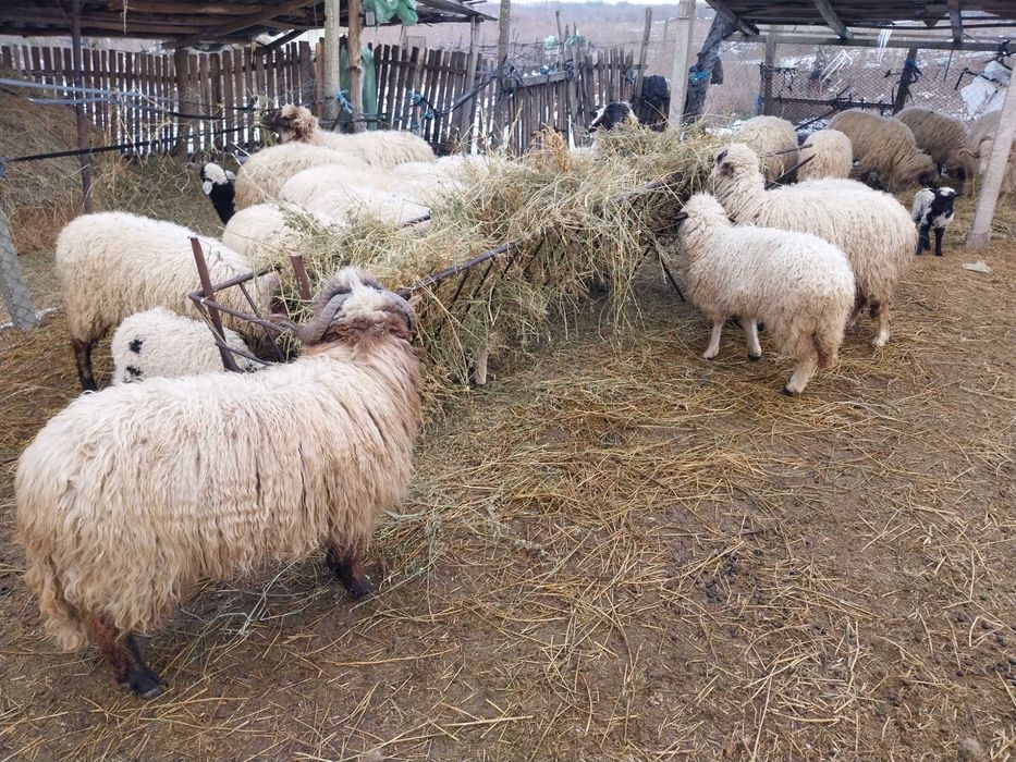 Oi țurcane gestante