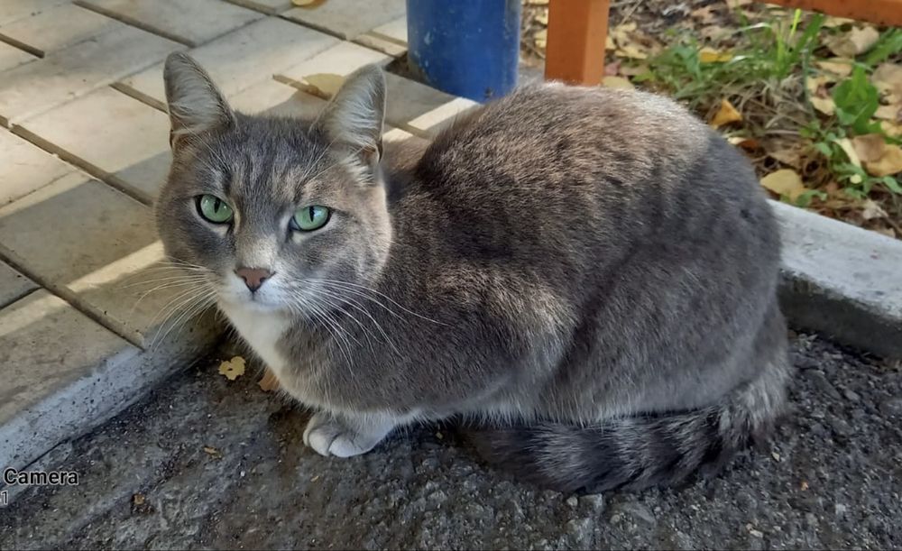 Безумно красивый котик ищет дом