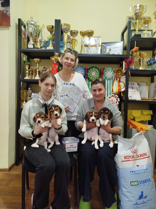 Предлагаются на бронированиеЩенки Бигля