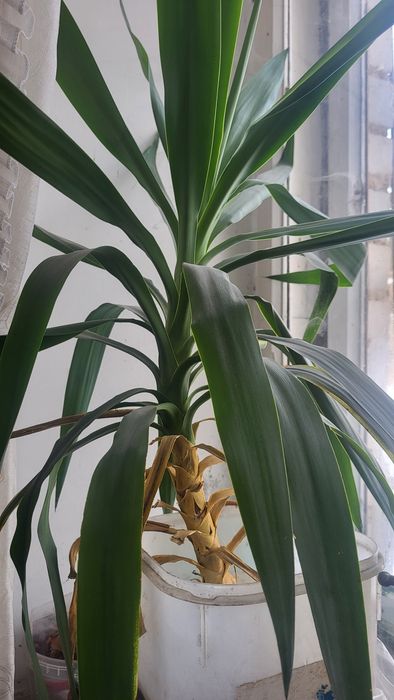 Продам комнатное растение.