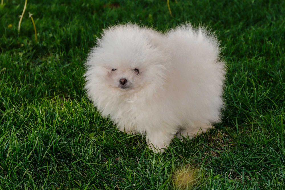 Померани  от родословни родители - момче