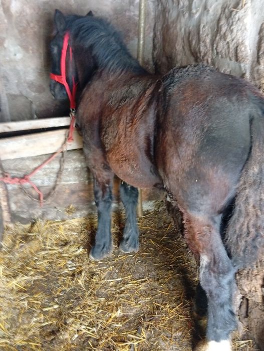 Mânz de 4 luni de vanzare