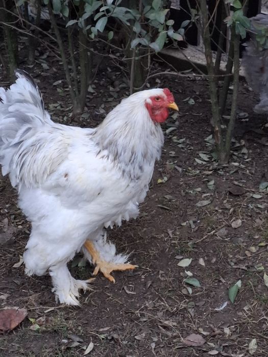 Vând familie Brahma