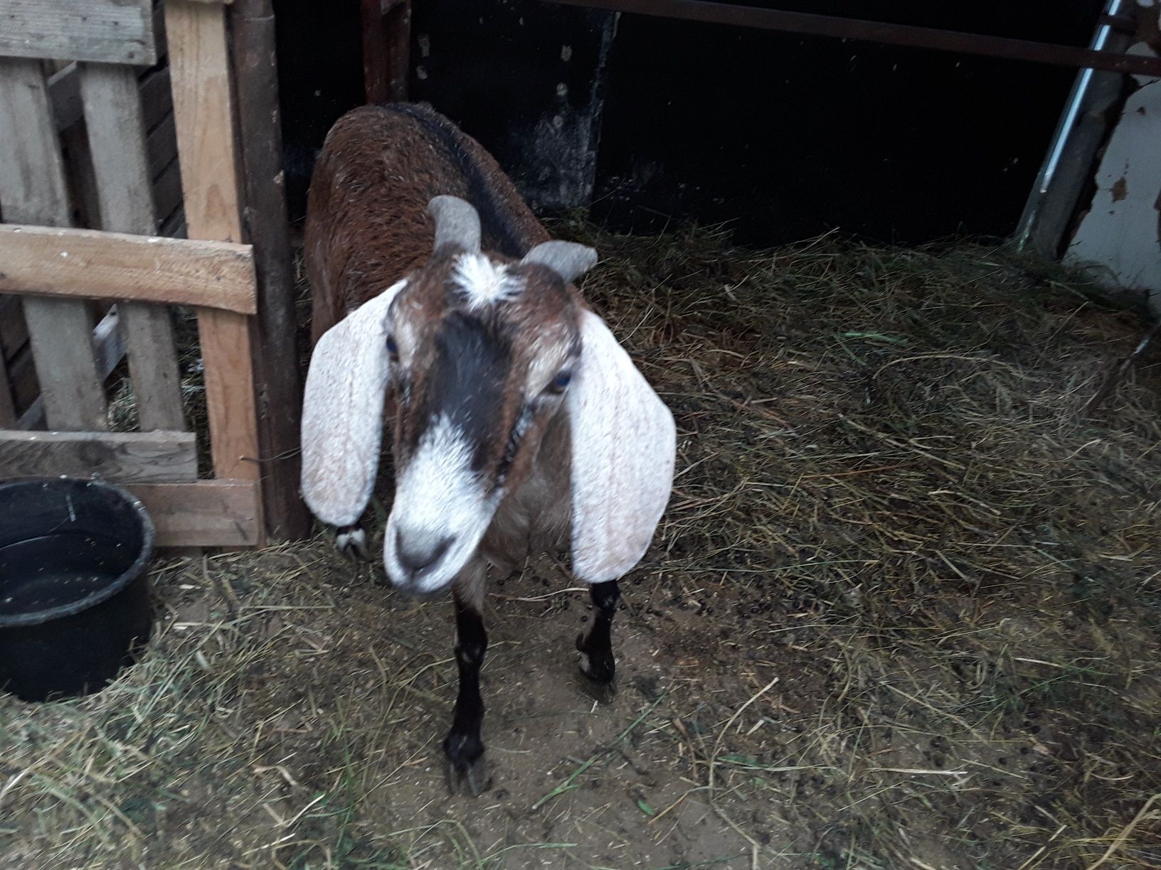 Branza si lapte de capra alpina franceza si anglo nubiene