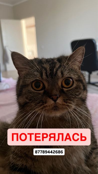 Потерялась кошка
